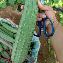 寿禾 丝瓜种子大全肉种苗水瓜胜瓜翠秀大花点特长家庭种植蔬莱春季播种疏蔬菜菜子种籽种孑菜籽秧苗菜仔 寿禾银辉大花点丝瓜种子 30粒原装