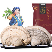 仙芝御 灵芝 东北木蹄层孔菌 木蹄灵芝真菌长白山 灵芝 木蹄菌马蹄 马蹄灵芝100g