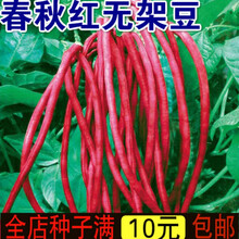 新种春秋红无架豆角种子紫红豇豆种子蔬菜种子高产抗病蔬菜种子秋冬种