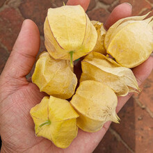 寿禾 东北姑娘果灯笼果种子 洋菇娘水果甜大黄姑娘 黄金莓盆栽蔬菜小番茄阳台盆栽种菜四季种籽种苗 洋姑娘果种子 100粒