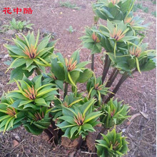 百支草 重楼苗名贵中药材种植七叶一枝花滇重楼种苗重楼种苗重楼种苗正宗云南种子 2年苗带根部带芽