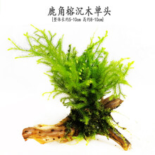 鱼缸水草造景水族箱活体有茎多头懒人沉木装饰阴性鱼缸水下水草 鹿角茸沉木单头