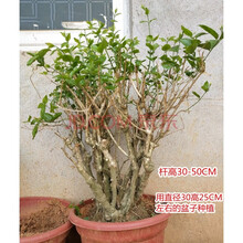 可带花苞横县重瓣茉莉花苗茉莉花老桩盆栽老树桩盆景室内花卉绿植ffff01 老桩 98 不含盆
