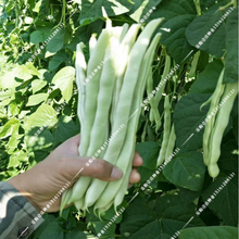 新种高产宽荚架豆种子豇豆芸豆长豆角种子地豆籽四季豆高产蔬菜种子 九粒白原装