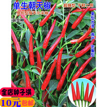 新种单生朝天辣椒种子辣椒种籽超辣指天椒盆栽大田春秋播高产蔬菜种子