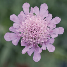 【虹越】花卉种子 萌吖吖鲁冰花香雪球勿忘我蓝盆花龙面花金鱼草 秋播种子 日本蓝盆花 玫红屋