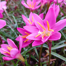 多年生球根花卉种子郁金香种球花毛茛花种子四季种易活韭兰风雨兰室内阳台盆栽彼岸花风信子铃兰香雪兰种球 韭兰种球  5个 不含盆