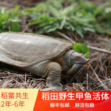 鱼米农夫鲜活甲鱼 3年有机甲鱼 1.1斤-1.3斤 生态外塘野养生甲鱼鲜活团鱼王八鳖活体稻鳖共生