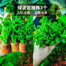 水草淡水懒人水草造景有茎类净水四季皇冠红宫廷红菊大红梅紫丁香黄金柳红尾松绿菊水草 绿波定植株3个