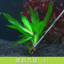 鱼草缸造景中后景有茎水草绿菊水族箱装饰淡水懒人水草植物套餐 墨绿色 迷你九冠1支