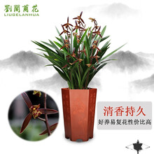 刘阁兰花苗 墨兰报岁兰草 四大家兰企黑冬带花苞出售好养居家绿植 4苗连体裸根