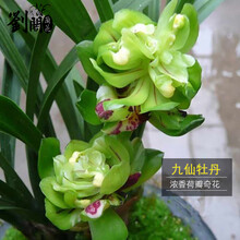 南靖刘阁兰花 冬带花苞出售 九仙牡丹 精品春兰花苗奇花品种好养花卉绿植盆栽 2苗连体裸根