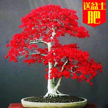 满天星种子易爆盆四季种易活室内阳台盆栽种子观花卉植物 美国红枫50粒+送盆土肥