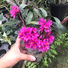 澳洲香水石斛兰香水石斛盆栽浓香整盆 红莲石斛10苗 带盆栽好