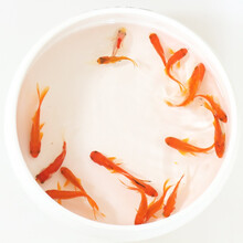 贝冠奇 草金鱼活体观赏鱼自养招财易养冷水鱼锦鲤鱼苗饲料鱼小型小金鱼宠物活体 6条(4-6cm)锦鲫+鱼饲料一包