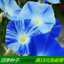 大花卉种子爬藤阳台庭院喇叭花攀缘牵牛花矮 【混色】牵牛花种子25粒加2包肥