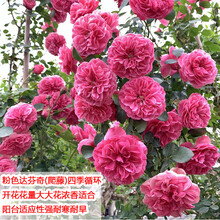 藤本月季花苗特大花浓香庭院植物花卉盆栽玫瑰爬藤蔷薇四季开不断爬藤植物花卉盆栽阳台玫瑰爬墙四季 粉色达芬奇1.2米(大花四季) 不含盆