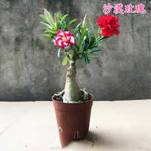 沙漠玫瑰花苗盆栽四季开花鲜花庭院室内绿植盆景花卉 精品2色沙漠玫瑰 精品中苗