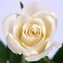 多色可选玫瑰花种子红玫瑰种子阳台庭院盆栽四季易种活鲜花卉种子 白玫瑰种子50粒