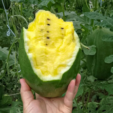 寿禾 小凤黄心西瓜种子礼品型高糖高产黄皮黄瓤红瓤特甜黄心黄肉寿光瓜果春季播种家庭菜园瓜籽 【椭圆黄瓤】安妮西瓜种子 100粒