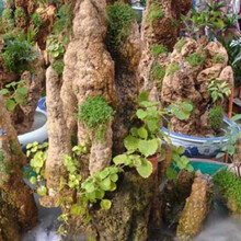 左漫源盆景草 假山草种子 观叶植物山石草 上水石小草 假山盆景植物草籽DF 假山草2000粒