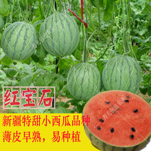超甜小西瓜种子薄皮礼品型迷你西瓜农家种植阳台盆栽易种植水果籽 【新疆红宝石】20粒*2包