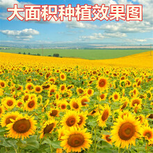 观赏向日葵种子向日葵花种子大粒高产食用瓜子种子油葵种子农民老史 矮杆多头向日葵200粒