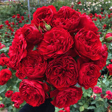 月季花 灌木月季特大花浓香果汁阳台庭院花卉植物盆栽蔷薇玫瑰花苗 红苹果 带盆栽好