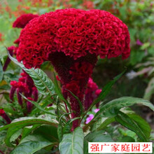 进口鸡冠花种子头状鸡冠花 凤尾鸡冠花观赏花卉阳台庭院植物花卉 鸡冠花冠装1000粒+肥料