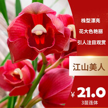 刘阁兰花苗 新品经典色花荷瓣 江山美人 冬带花苞出售阳台好养花卉盆栽 江山美人3苗连体，送花肥