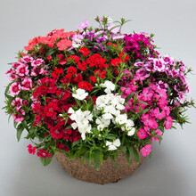 幸运草三叶草四叶草花种子籽易活阳台盆栽绿植花草四季可播庭院种植花卉 混色五彩石竹100粒懒人盆套装