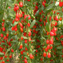 红枸杞黑枸杞种子 阳台盆栽 黑果纯野生特菜野果花青素四季种 枸杞老苗高产