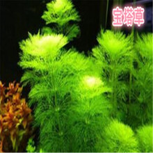 水草种子前景草超迷你矮珍珠趴地珍珠牛毛草伊乐藻种子 宝塔草800粒