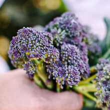 寿禾 西兰苔种子紫色花菜苔西洋芥兰蔬莱家庭种植春秋季播种疏蔬菜菜子种籽阳台庭院大田种孑菜籽菜仔 紫色西兰苔种子 20粒