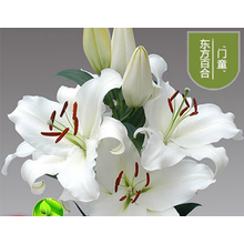 香水百合种球带芽绿植盆栽花卉植物室内外阳台四季观花 花种子 门童 12+