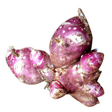 花姬云南雪莲果种子 现挖黄心雪莲果种苗20株 雪莲果种秧种球盆栽