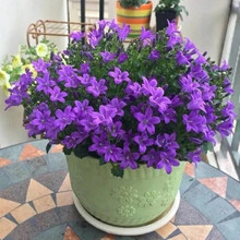 长春花种子日日春 四季夏播室内阳台易种盆栽花种子花籽  骏楷园林 风铃花1000粒