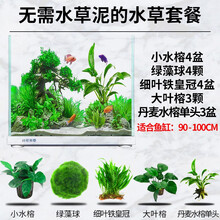 疯狂水草水草活体套餐鱼缸造景水草草缸造景套餐 懒人省心水榕景（无需水草泥） 90-100cm