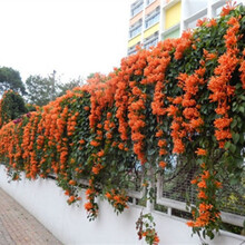 8年大苗带盆带土炮仗花苗 庭院植物 攀援爬藤红色炮仗花苗 爆竹花 鞭炮花苗炮仗花 花朵好养 . 红色 杯苗10公分高