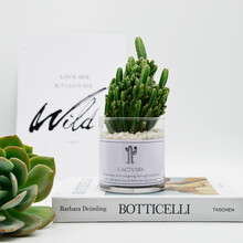 种着玩 仙人掌盆栽多肉植物仙人球小盆栽室内开花防辐射植物桌面绿植 玻璃瓶万重山