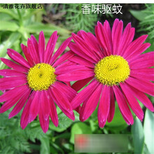 驱蚊草种子 除虫菊阳台室内盆栽花卉食虫草 捕蝇草籽 夜来香种子 除虫菊