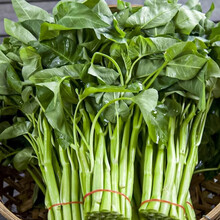 寿禾 家庭四季蔬菜种子大全种籽业阳台各种蔬菜种孑批发种植耐热蔬莱青菜菜籽菜子菠菜玉米罗卜辣椒茄子韭菜 大叶空心菜种子 5g