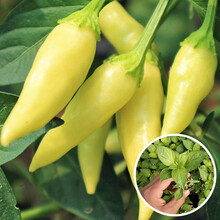 寿禾 辣椒苗各种青椒苗寿光蔬菜苗苗子朝天椒苗带土发货春季山东菜苗秧苗疏菜种苗菜苗秧 小米椒辣椒苗 6棵