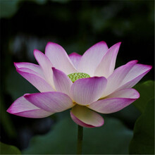 大型观赏荷花苗莲藕种苗庭院四季莲花苗莲藕苗种根池塘盆栽深水藕 紫玉 裸根不带土