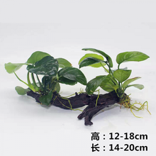 懒人水草新手鱼缸造景水草植物水榕水草水族箱造景沉木装饰活 大叶榕(双头沉木)