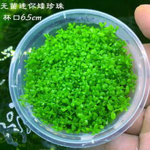 再宠 鱼缸前景草活体水草趴地爬地矮珍珠挖耳牛毛毡迷你矮天湖葵 迷你矮珍珠6cm