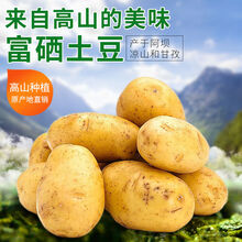 高山富硒大土豆马铃薯黄皮黄心土豆小洋芋新鲜蔬菜直达5斤