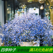 满天星种子易爆盆 易活 室内阳台植物盆栽观花卉种子 蓝色满天星500粒+盆土肥