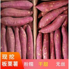 陕西临潼新鲜板栗红薯地瓜现挖现发干甜粉糯红薯2/5/10斤番薯 5斤大薯 新鲜