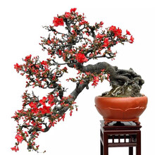 风信子 海棠苗 重瓣海棠花盆栽花卉观花植物室内盆景树桩大花苗 20年长寿冠海棠(造型)